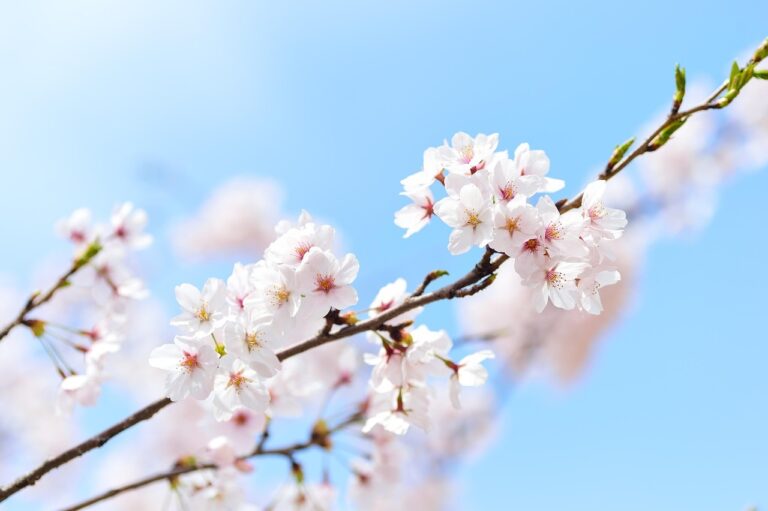 Ciel bleu cerises fleurs blanches